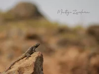 Agamen [Agamidae]